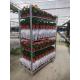 Hot sales danish flower trolley size 1350x565x1900mm, hot dip galvanized