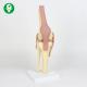 Life Size Knee Joint Model Ligament Functional Included 12 X 33 X 12 Cm