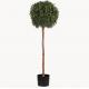 Eco Friendly Artificial Potted Floor Plants Boxwood Single Trunk