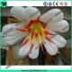Autumn Event Party Hanging Decoration Inflatable White Flower With LED Light
