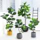 Bathroom Decorative Artificial Potted Floor Plants Fiddle Leaf Fig