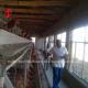Semi Automatic H Type Battery Cage System For Layers Sandy