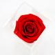 Red Preserved Rose Flower Bring Soft And Delicate Detail For Anniversary Gift
