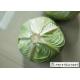 Round Chinese Manufactured Cabbage 2 Kg / Per No Pesticide Residue