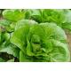 Natural Hue Big Size Dark Green Cabbage / Good Taste Small Green Cabbage
