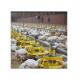 Environment Control Animal Husbandry / Poultry Farm Equipment Automatic Feeding Chicken