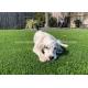 No Fading Lead-Free Non-Toxic Soft Fake Artificial Grass For Pets