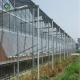 Mulit Span 9.6m Galvanized Commercial Glass Greenhouse