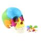 Medical Anatomical Adult Osteopathic cranial Model 22-Part, Life Size Didactic Colored