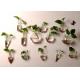 handblow hanging glass vase plant terrarium planting home decoration