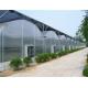 Arched Roof Tomato Plant Greenhouse Span Width 9.6 / 10.8 / 12m Rainfall 140mm/H