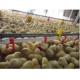 Chicken Poultry Automatic Pan Feeding System Nipple Drinking Line