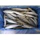High Protein 80g 100g Pacific IQF Frozen Mackerel Fish