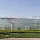10000m2 Big Span Agriculture Multi Span Greenhouse Plastic Film Green House For Hydroponic Growing