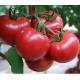 Fresh Tomato Puree Processing Line 6.5tons/Hour High Capacity