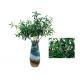 Nearly Natural Artificial Tree Branches , Artificial Olive Branch Indoor Decor