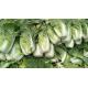 Natural Hue Organic Napa Cabbage , Organic White Cabbage Without Soil