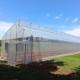 Polytunnel Hothouse Sawtooth Top Ventilation Tunnel Greenhouse For Plant Vegetable
