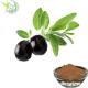 Natural Powerful Antioxidant Olive Leaf Extract supplement 20% Oleuropein