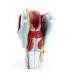 Anatomical Pvc Simulation Magnified 3pcs Human Larynx Model