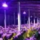 Samsung LED Type Full Spectrum Grow Light for Greenhouse 36w 45w 50w E27