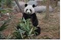 Returning Giant Panda Mei Lan Adapts to Her Hometown Very Well, Weight Gain