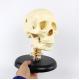 Anatomically Correct Human Skull Advanced Skull with Neck Model Cervical Spine