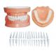 Detachable Human Teeth Model With Root / dental patient education models