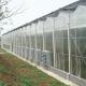 Multispan Polycarbonate Tunnel Greenhouse For Vegetables Growing