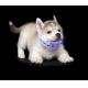 Adjustable Reflective Bling Fancy Light Up Waterproof Luxury Designer PVC Custom Led Pet Silicone LED Dog Cat Collar