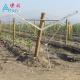 Recyclable Orchard Trellis Systems Provides Complete Control Trellis Wires