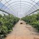 Commercial Greenhouse System for Affordable Hydroponic Tunnel Initial Payment Offer