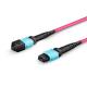MPO /MTP Om4 50/125 8-Core Multimode Fiber Optic Cable LSZH Fiber Optic Patch Cord / Jumper