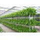 Resource Saving Hydroponic Greenhouse Systems Commercial For Cultivation Leafy Vegetables