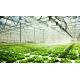 Multi-Span Planting Room for Seedlings in Greenhouse Package Gross Weight 2000.000kg