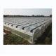Commercial Multi Span Film Greenhouse with External Sunshade System and 4m Bay Width