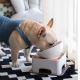 CeramicsTilted Single Food Feeding Bowl for French Bulldogs/Cats