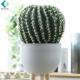 Home Decor Artificial Green Plants , Customized Ball Cactus Plant