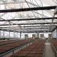 Greenhouse Made In China Automatic Hoop Greenhouses Blackout Light Deprivation Greenhouse For Medical