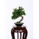 Botanical Mix Decorative Pine Trees , 40cm Faux Bonsai Tree Nature Inspired
