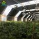 Manual Single Span Light Deprivation Greenhouse 30ft*100ft For Medicinal Plants