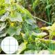 HDPE Orchard Plastic Support Trellis Net Vegetable Net Garden Tomato Climbing Net for Creeper Plants Crop