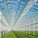 Sunlight Greenhouse Multispan Hydroponics Plastic Film Greenhouse for Commercial Farm