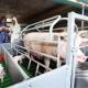 Hot Dip Galvanized Steel Swine Farrowing Crates Cages Pig Farm