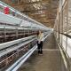Automatic Feeder Chicken Layer Cages Automatic Manure Belt System Sandy