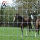 Farm Livestock Field Fence Management Galvanized Horse Deer Fence