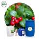 OEM ODM Lingonberry Seed Oil Carrier Oil Massage Use Health Care
