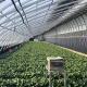 Multi-Span Aquaponics Hydroponic Growing System for US Currency in Sunlight Greenhouse