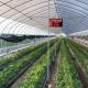 Hydroponics Growing System for Large-Scale Agriculture in Large JX-A004 Greenhouse