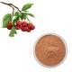 Hawthorn Berry Extract Flavones 80% Powder Crataegus Leaf Extract